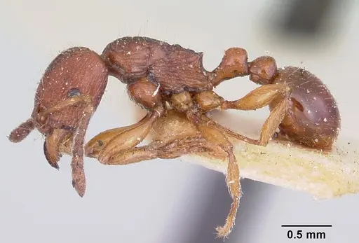 Tetramorium nassonowii specimen