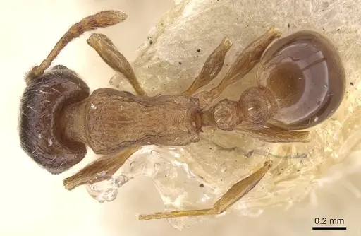 Tetramorium nautarum specimen