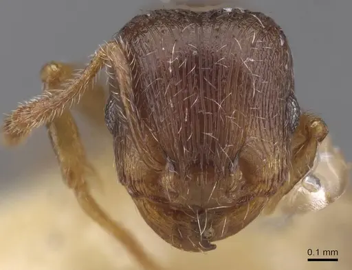 Tetramorium nautarum specimen