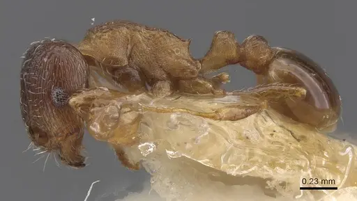 Tetramorium nautarum specimen