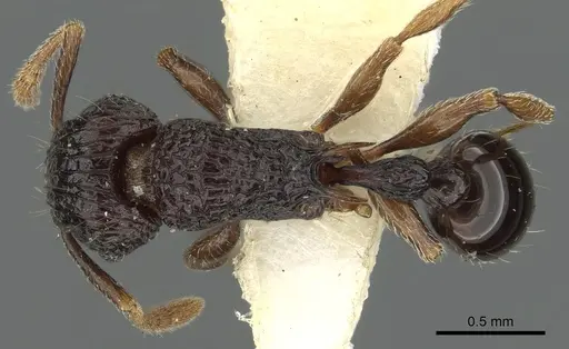 Tetramorium navum specimen