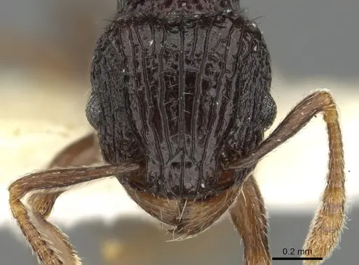 Tetramorium navum specimen