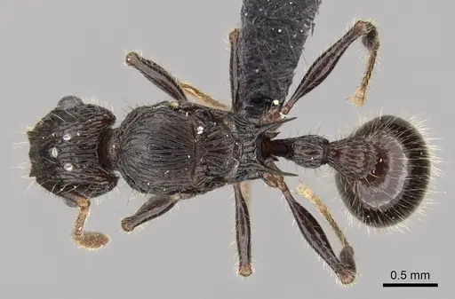 Tetramorium nazgul specimen