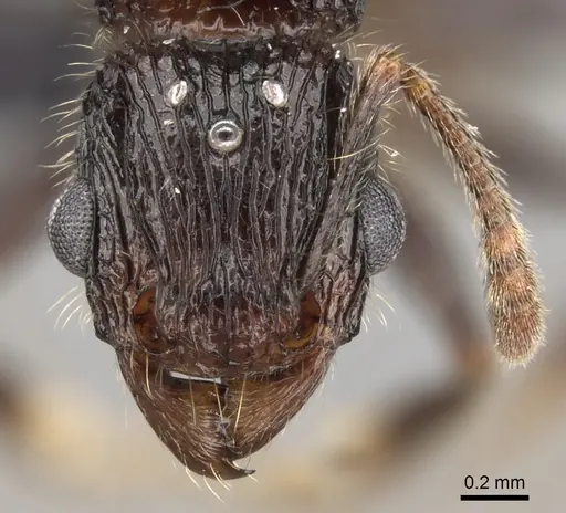 Tetramorium nazgul specimen