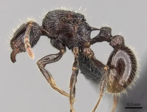 Tetramorium nazgul specimen