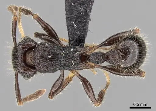 Tetramorium nazgul - CASENT0028625