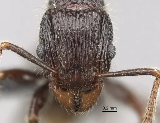 Tetramorium nazgul - CASENT0028625