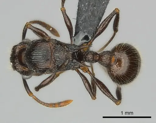 Tetramorium nazgul - CASENT0030059