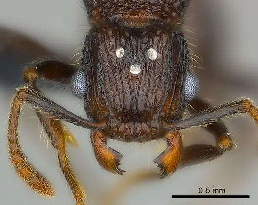 Tetramorium nazgul - CASENT0030059