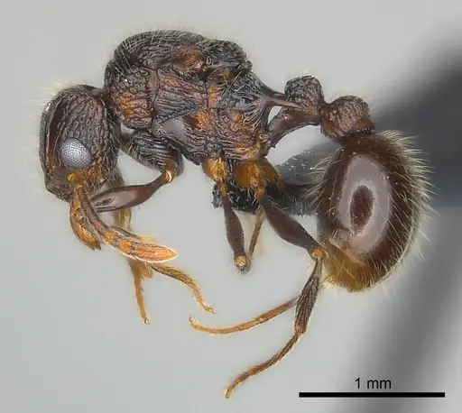 Tetramorium nazgul - CASENT0030059