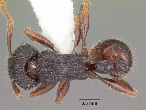 Tetramorium nazgul - CASENT0102983