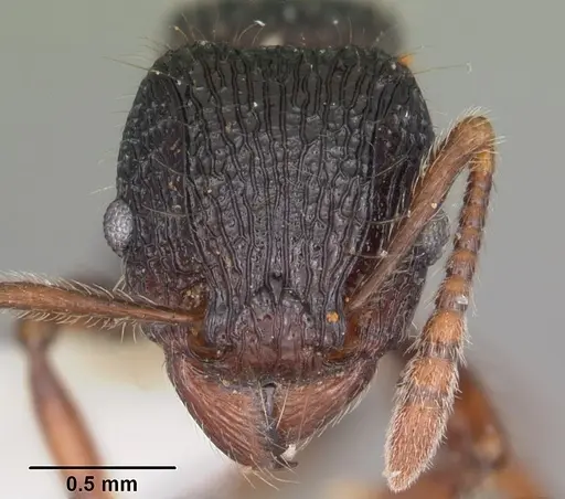 Tetramorium nazgul - CASENT0102983