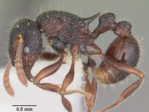 Tetramorium nazgul - CASENT0102983