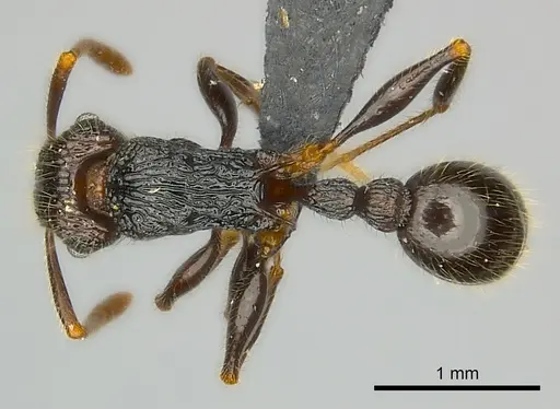 Tetramorium nazgul - CASENT0496733