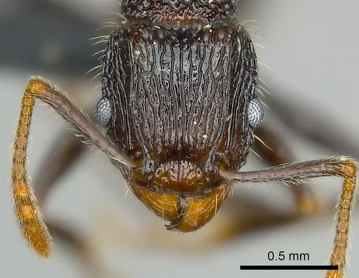 Tetramorium nazgul - CASENT0496733