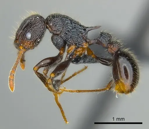 Tetramorium nazgul - CASENT0496733