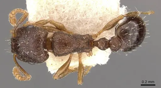 Tetramorium nefassitense specimen