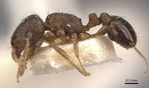 Tetramorium nefassitense specimen