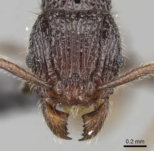 Tetramorium nify specimen