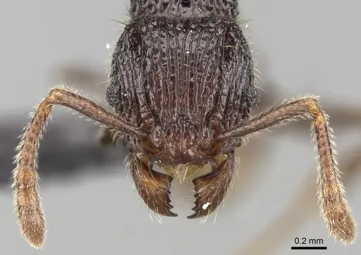 Tetramorium nify specimen