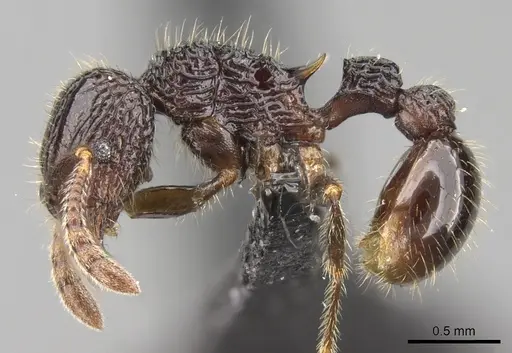 Tetramorium nify - CASENT0163155