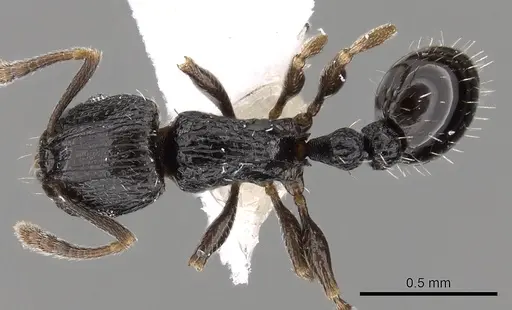 Tetramorium nigrum specimen