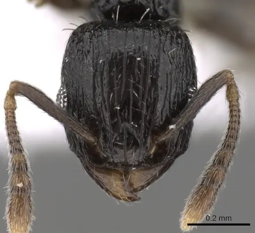 Tetramorium nigrum specimen