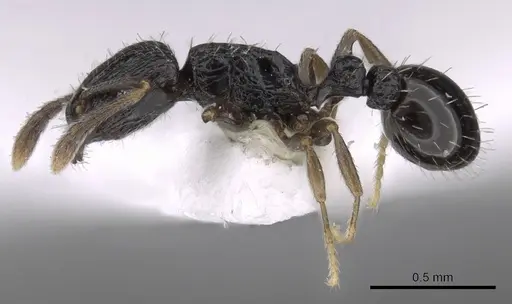 Tetramorium nigrum specimen