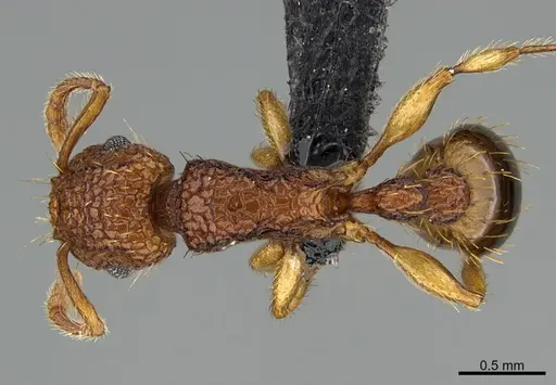 Tetramorium nipponense specimen