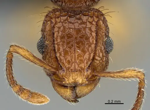 Tetramorium nipponense specimen