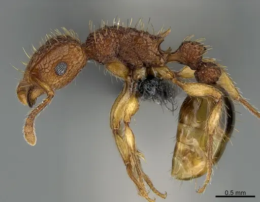 Tetramorium nipponense specimen