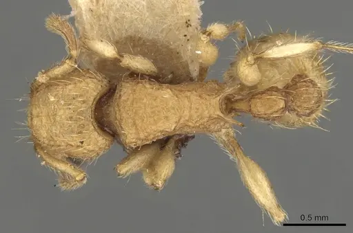 Tetramorium nipponense - CASENT0901077