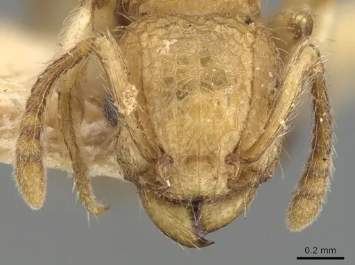 Tetramorium nipponense - CASENT0901077