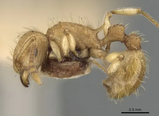 Tetramorium nipponense - CASENT0901077