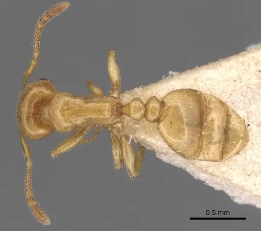 Tetramorium nitidissimum specimen
