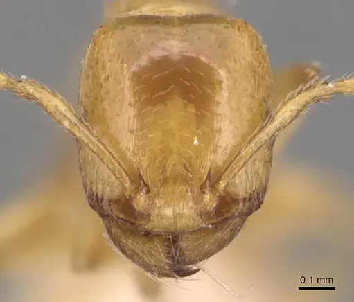 Tetramorium nitidissimum specimen