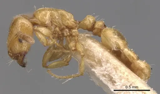 Tetramorium nitidissimum specimen