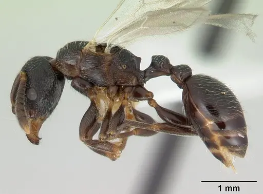 Tetramorium nodiferum specimen
