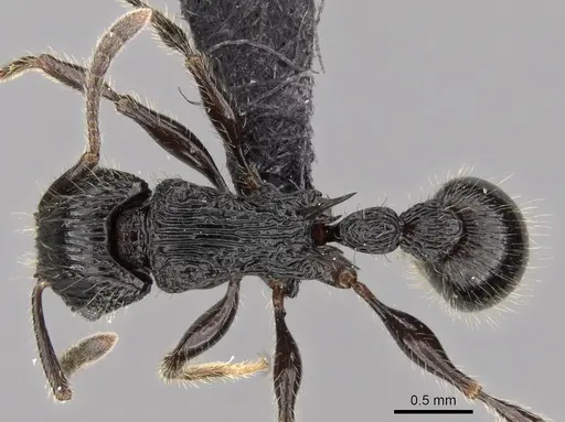 Tetramorium noeli specimen