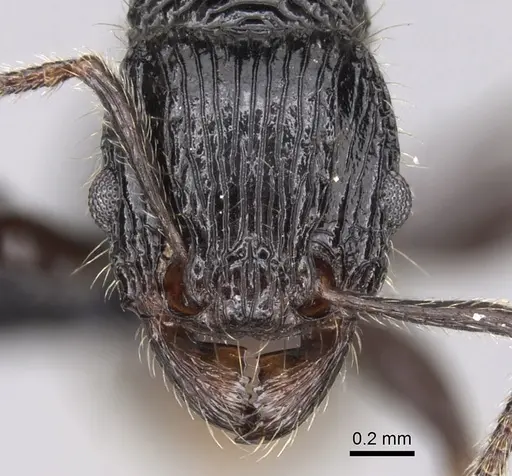 Tetramorium noeli specimen