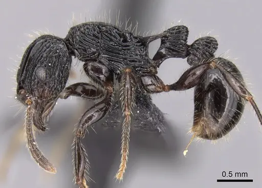 Tetramorium noeli specimen