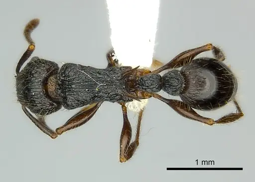 Tetramorium noeli - CASENT0404347
