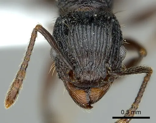 Tetramorium noeli - CASENT0404347