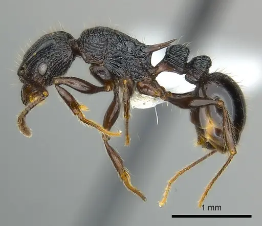 Tetramorium noeli - CASENT0404347
