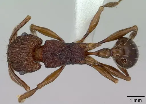 Tetramorium noratum specimen