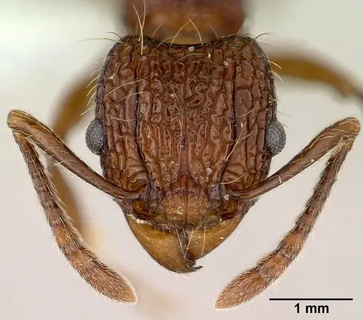 Tetramorium noratum specimen