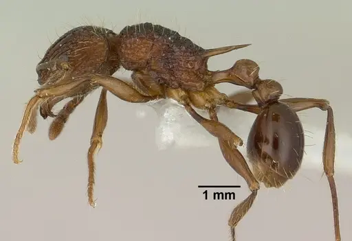 Tetramorium noratum specimen