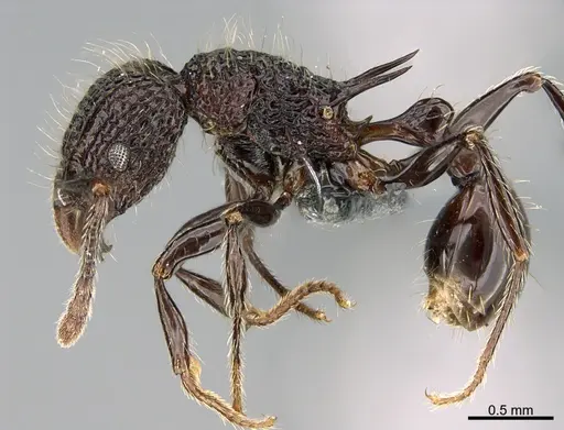 Tetramorium noratum - CASENT0353548