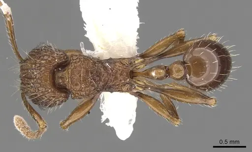 Tetramorium noratum - CASENT0901072