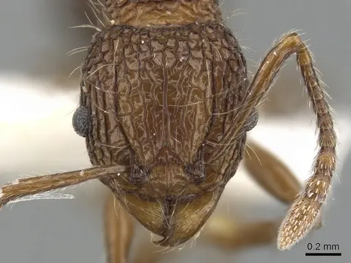 Tetramorium noratum - CASENT0901072